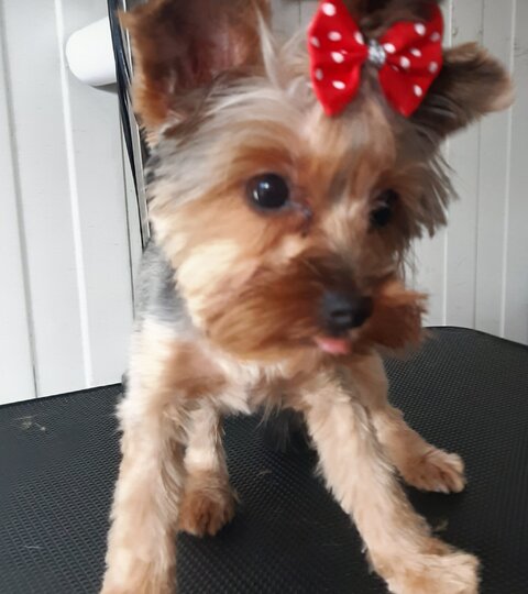 Yorkshire terrier Aisha
