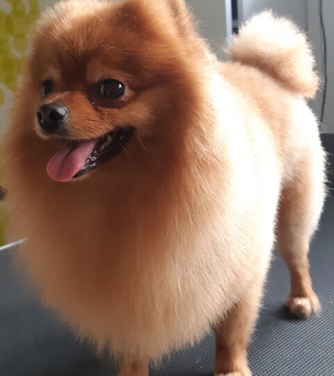 Bakuś