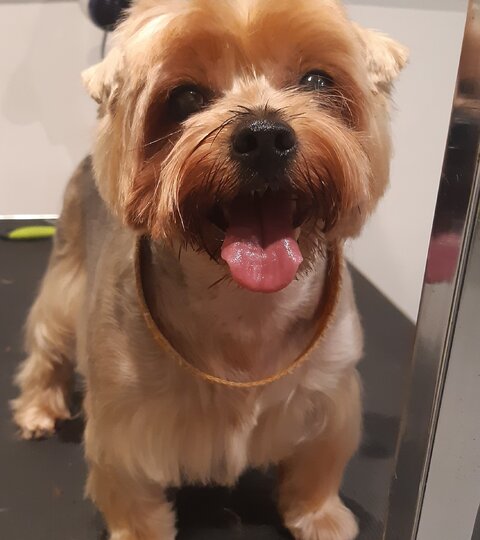 Yorkshire terrier Niunia