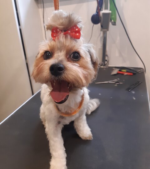 Yorkshire terrier