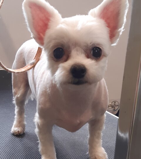 Chiwawa Maja