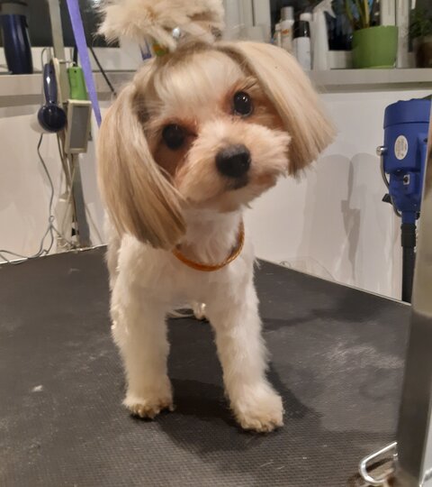 Biver terrier