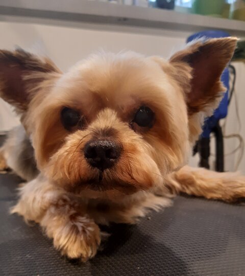 Yorkshire terrier Gucio