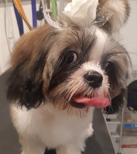 Shih Tzu Mania