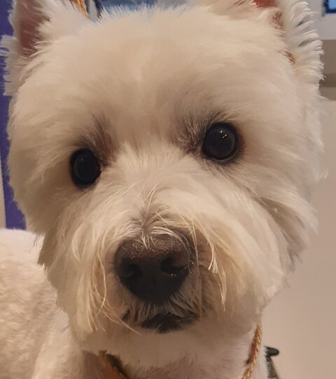 West Highlande white terrier Obama