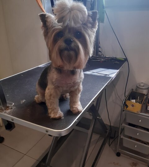 Yorkshire terrier Jasmine