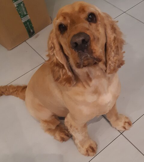 Cocer spaniel angielski Scooby
