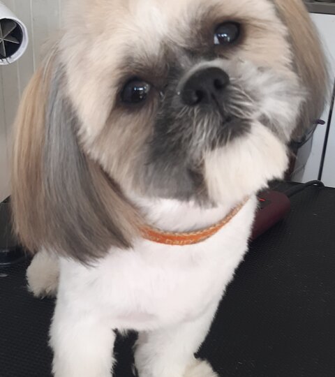 Mola Shih Tzu