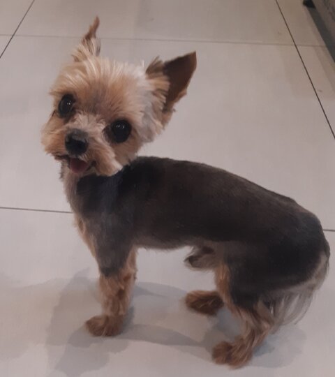 Yorkshire terrier